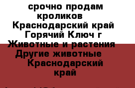 срочно продам кроликов  - Краснодарский край, Горячий Ключ г. Животные и растения » Другие животные   . Краснодарский край